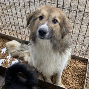 CELLO - reserviert NH - vermittelt