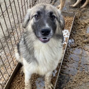 MICHIKO (♀) - seit mind. 2022 im Shelter