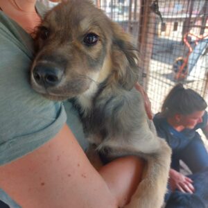 SIRUS - reserviert Betty vermittelt