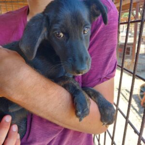 TOPAS - reserviert Betty vermittelt