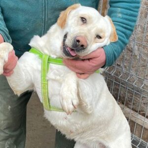 YURA - reserviert TH Andernach - vermittelt