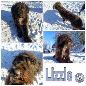 Lizzie in 99636 Ostramondra - vermittelt