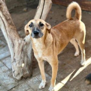 LIENA - auf PS im PLZ Bereich 21 (SE) - vermittelt