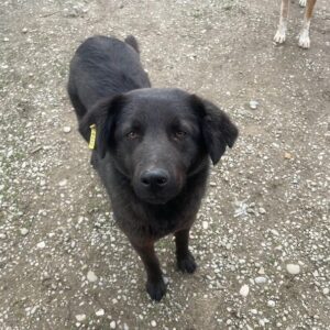 MANNY (HEDI) - vermisst 04/25