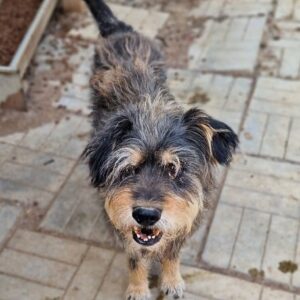 MAXWELL - vermisst 10/23