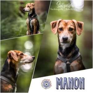 MANON in 75417 Mühlacker - vermittelt