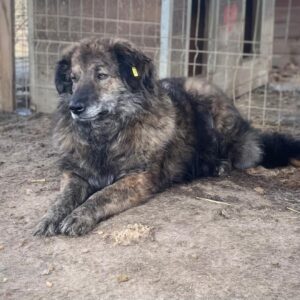 GRACE - vermisst 11/24