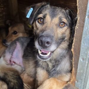 GÜNNI (♂) - rechtes Hinterbein amputiert