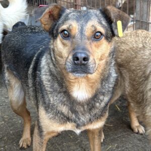 LAURENZ (♂) - seit 2022 im Shelter