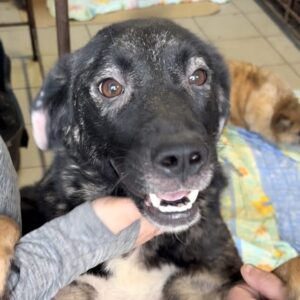 PRALINE (♀) - Hautprobleme - ausgereist zur Tierhilfe Lebenswert DR 22.11.24