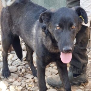 POCAHONTAS (♀) - beginnende Hautprobleme (05/24) - seit mind. 2022 im Shelter