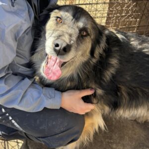 LINGA (♀) - seit mind. 2022 im Shelter