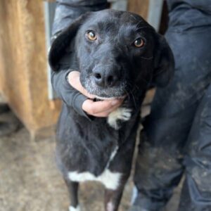 MILA (♀) - auf PS im PLZ Bereich 76 *ausgereist* - vermittelt