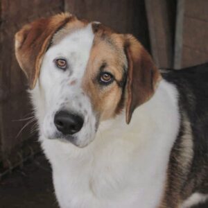 LOUANNE (♀) - vermittelt MH