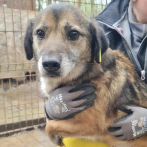 DENNY (♂) - ausgereist zu Kathleen Müller (AL)