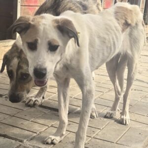 GIOVANNA (♀) - Notfall in Rumänien - jetzt auf PS im PLZ Bereich 63 - vermittelt