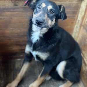 NELL (♀) - vermittelt NH