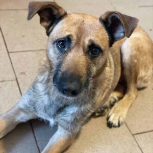 NOMI (♀) - medizinischer Notfall wegen Lahmheit, sehr verzweifelt - vermittelt LS