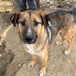 KASPERLE (♂) - seit mind. 2022 im Shelter