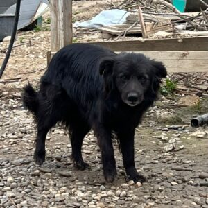 MASSIMO - vermisst 04/25