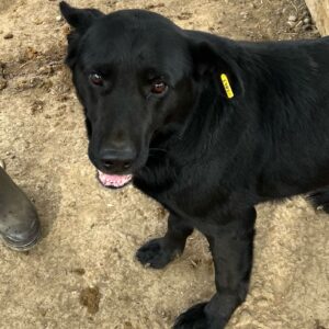 NIKODEMUS (♂) - vermisst 11/24