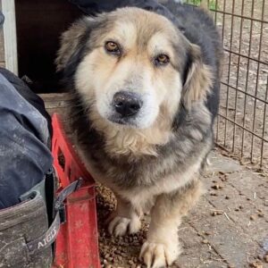 MUKKEL - reserviert LS - vermittelt