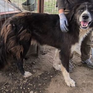 PANGO (♂) - beginnende Hautprobleme, verfilztes Fell - ausgereist DR 28.03.25