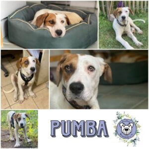 PUMBA in 21521 Aumühle - vermittelt