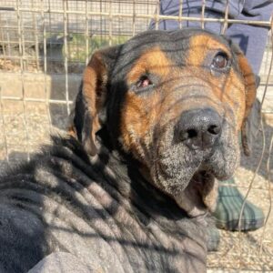 TARANIS - med. Notfall - auf Pflegestelle in PLZ 21 *vermittelt*