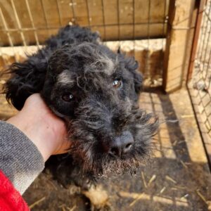 MOCCA - linkes Vorderbein fehlt - reserviert JW vermittelt