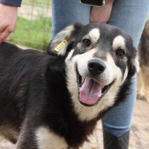 SMILEY - ausgereist zum TST Rösrath