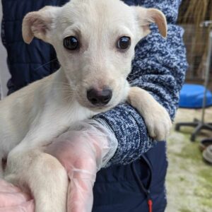 YARIS - reserviert TH Ahrweiler - vermittelt