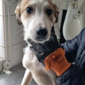 RELAX - reserviert IH DR 02.02. - vermittelt