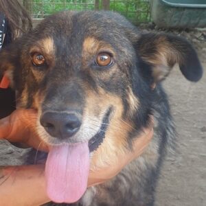 DUSTYN (♂) - ausgereist zur Tierhilfe Lebenswert