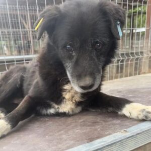 WOTAN - vermisst 11/24