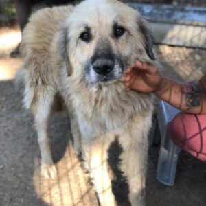 BOBBY - reserviert IH DR - vermittelt