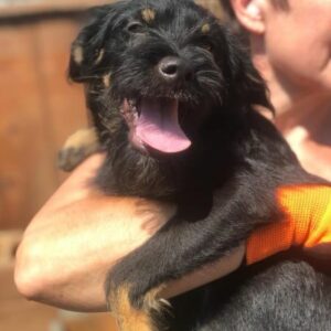 HAAKON - auf PDR PS im PLZ Bezirk 14 - vermittelt