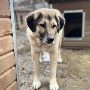 RODRIGO (♂) - seit 2021 im Shelter