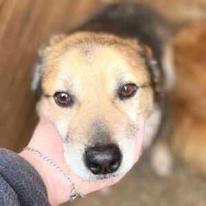 PIANO - auf PDR PS im PLZ Bezirk 53 - ausgereist