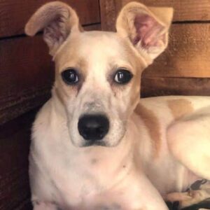 ROCCO - vermittelt MD