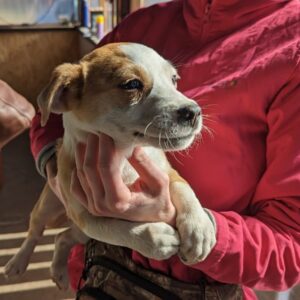 MARVIN - reserviert Alexandra - vermittelt