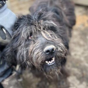 STROLCHY - viel zu dünn, total fertig - vermittelt Manuela