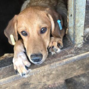 TOFI (♂) - ausgereist zum TST Rösrath (AL)