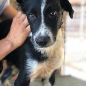 KILIAN (♂) - auf PS im PLZ Bereich 53 *ausgereist*- vermittelt