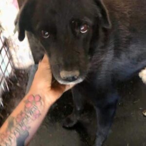 FLAVIO - vermisst 11/24