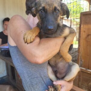 TAMIKO (♂) - sollte dringend ausreisen