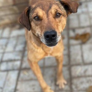 ROKKO - reserviert TH Koblenz - vermittelt