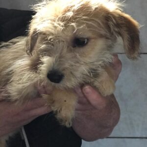 FIPPS - reserviert Kathleen Müller vermittelt