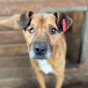 JOSCHA - rechtes Auge defekt - reserviert Betty - vermittelt