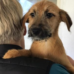 CHEWBACCA - reserviert Alexandra vermittelt